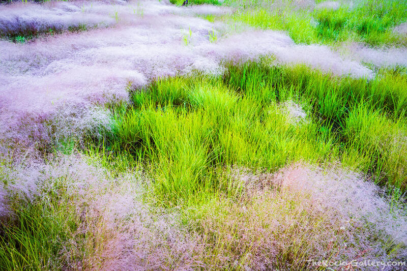 Big Meadow Grasses
