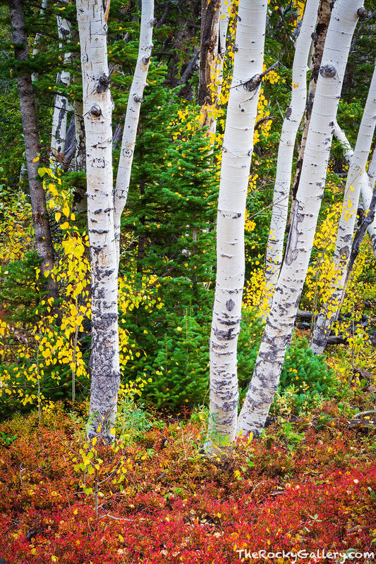 Autumn Forest