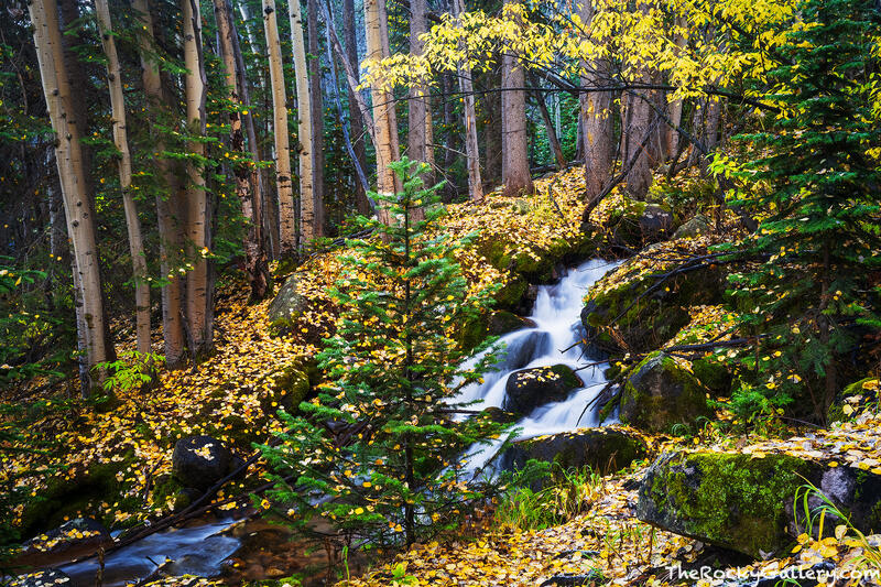 Golden Brook