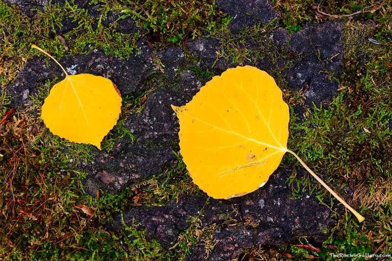 Two Leaves On A Log 