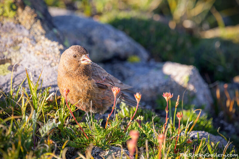 Brown Capped Rosy Finch 