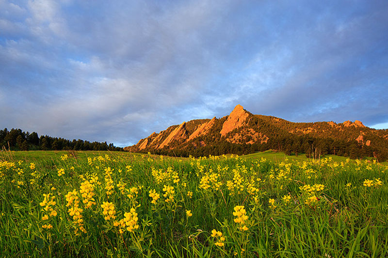 Golden Meadow 