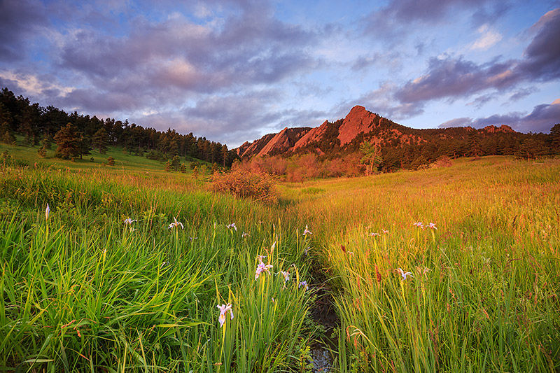 Wild Iris Below The Flatirons 