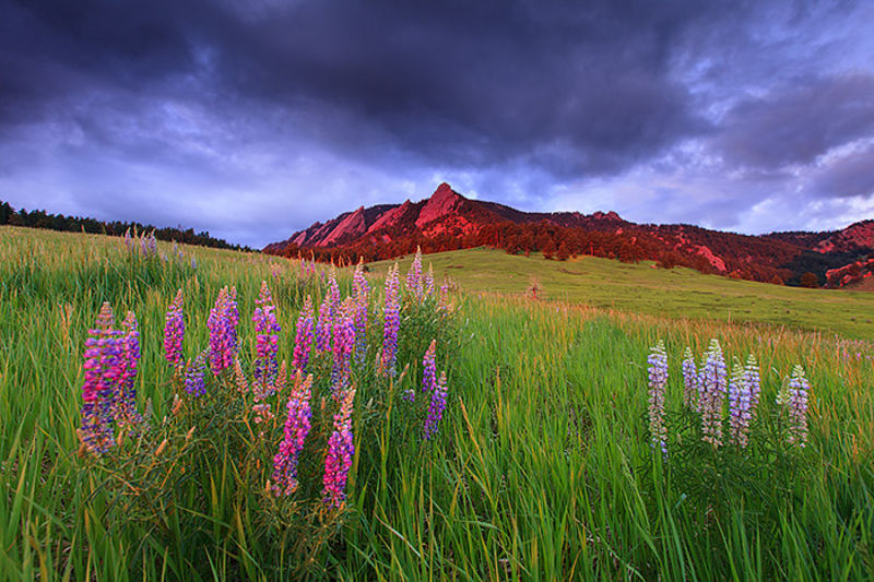 Lovely Lupines 