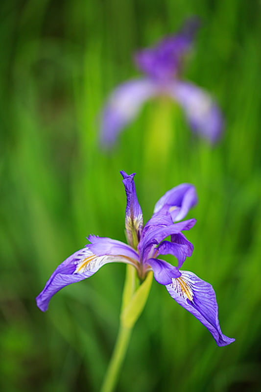 Chautauqua's Wild Iris 