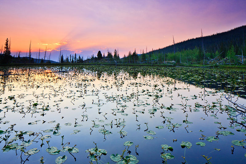 Chickadee Pond 