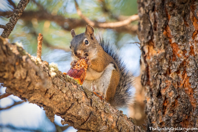 Treehouse Snack 