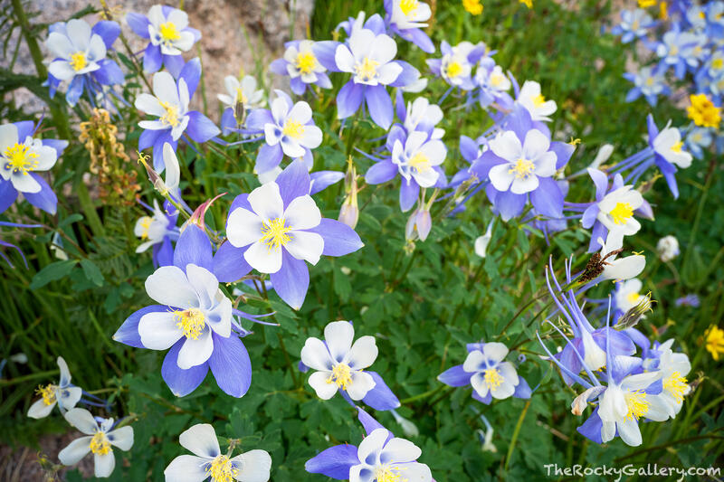 Lost Lake Columbines 