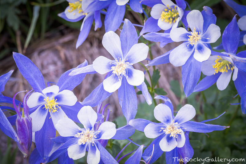 Fifth Lake Columbines 