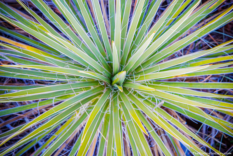 Yucca Fronds 