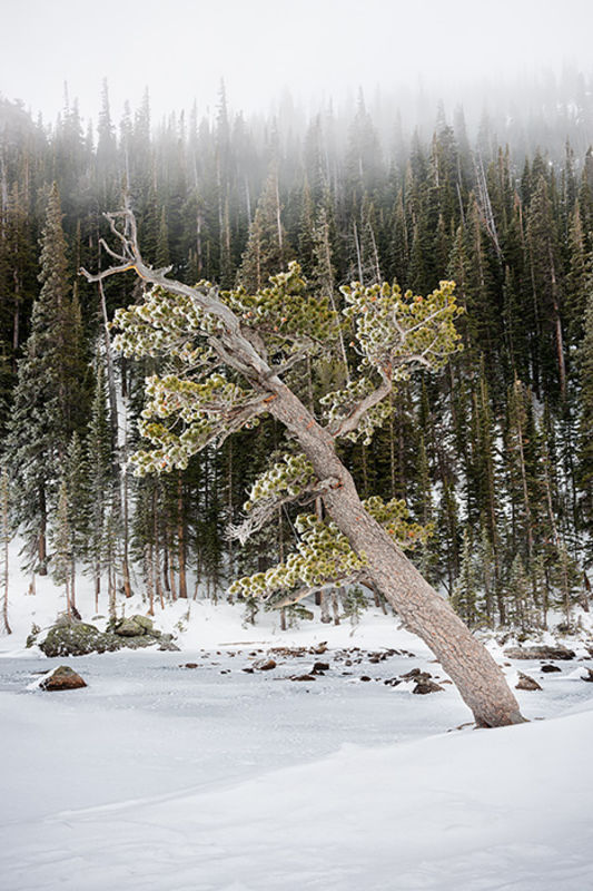 Frozen Dreams