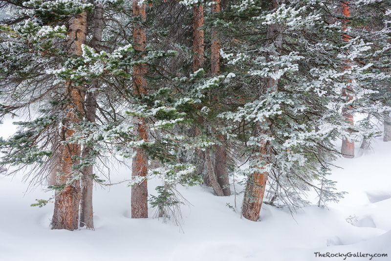 Spruce and Snow