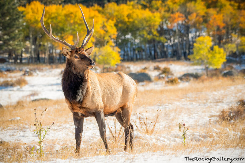 Autumn Elk 