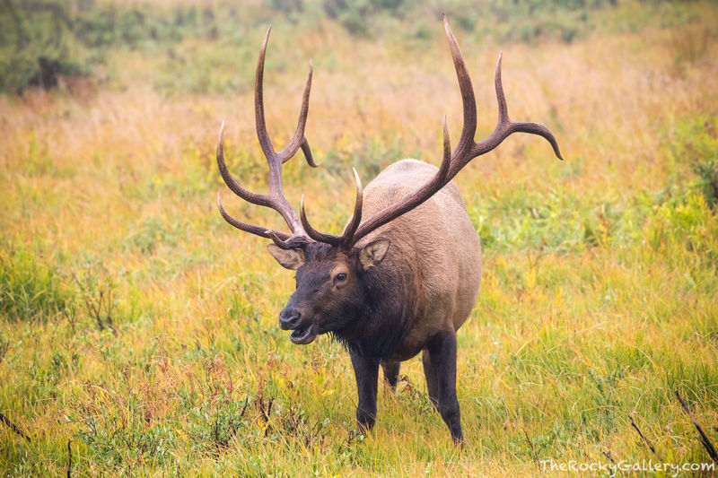 Rainy Day Bull 