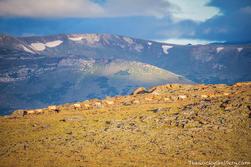 Tundra March 