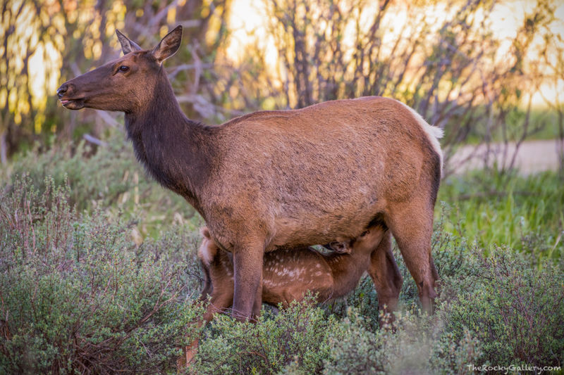 Elk And Calf 