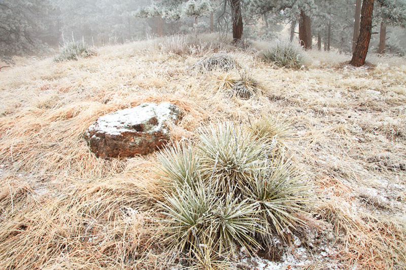 Frozen Yuccas On Flagstaff Mountain