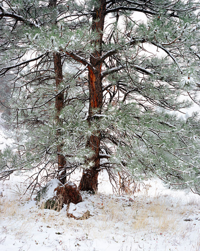 Flagstaff Mountain Ponderosa Pine