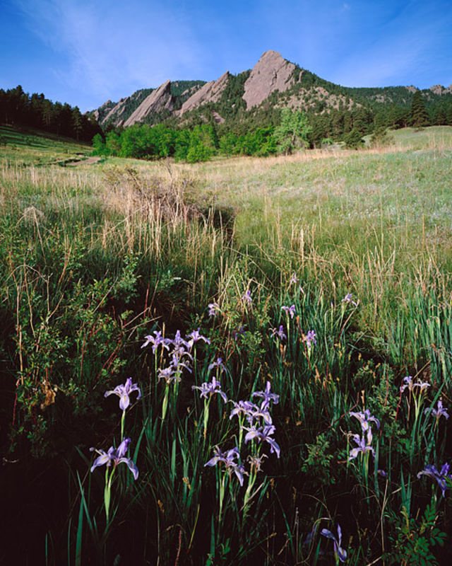 Wild Iris and the Flatirons