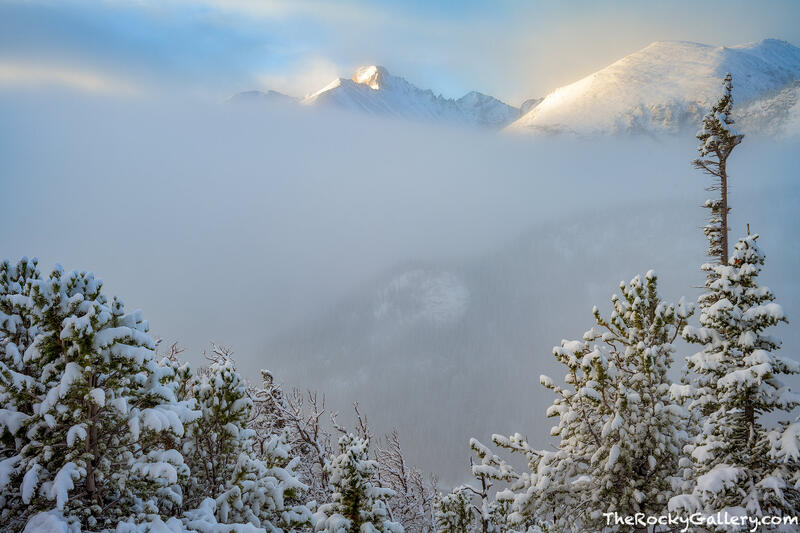 Snowy Dreams