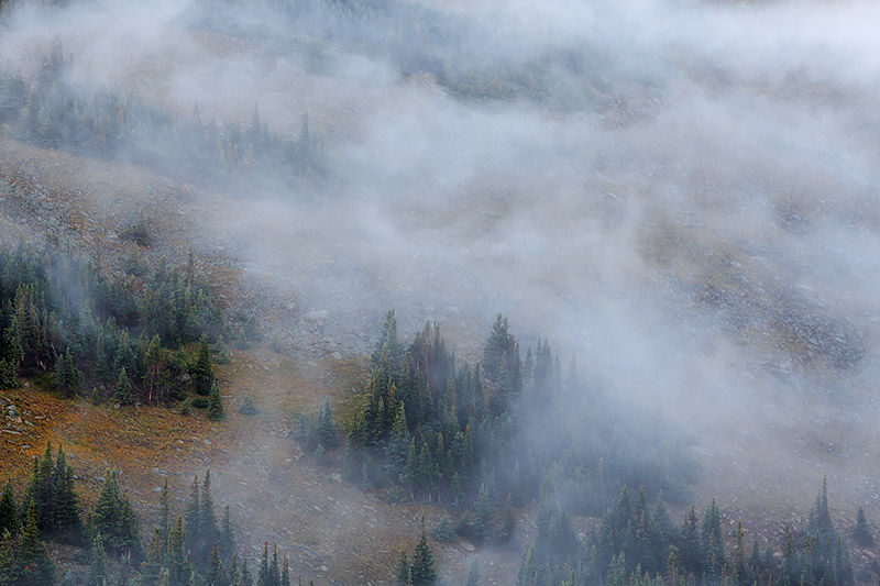 Evergreens And Fog