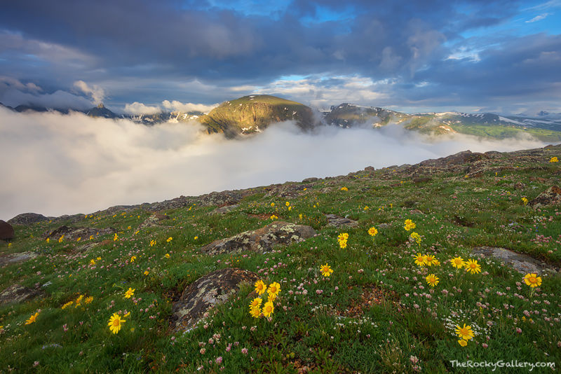 Summer Morning On The Tundra 