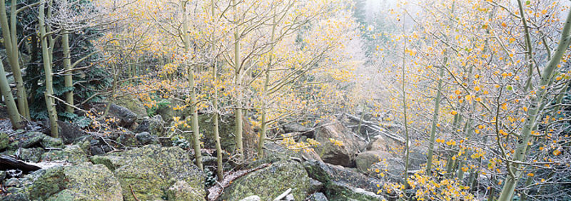 Frozen Bear Lake Aspens