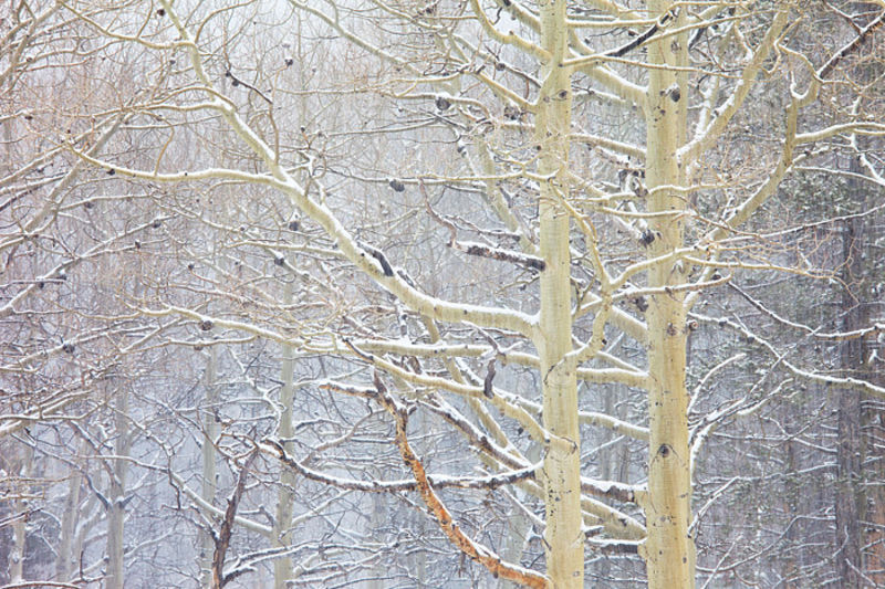 Aspens and Snow Falling