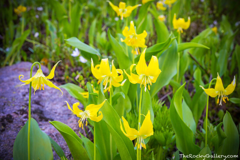 Glacier Lilies Above 5th 
