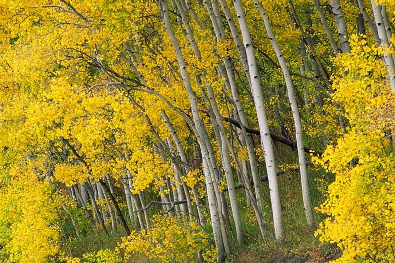 Gore Pass Aspens