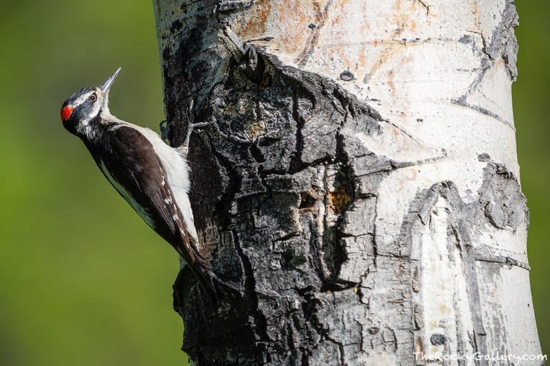 Hairy Woodpecker Upper Beaver Meadows 