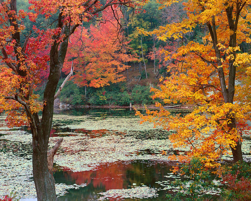 Fall Color and Pond