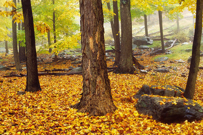 Fog and Fall Maples