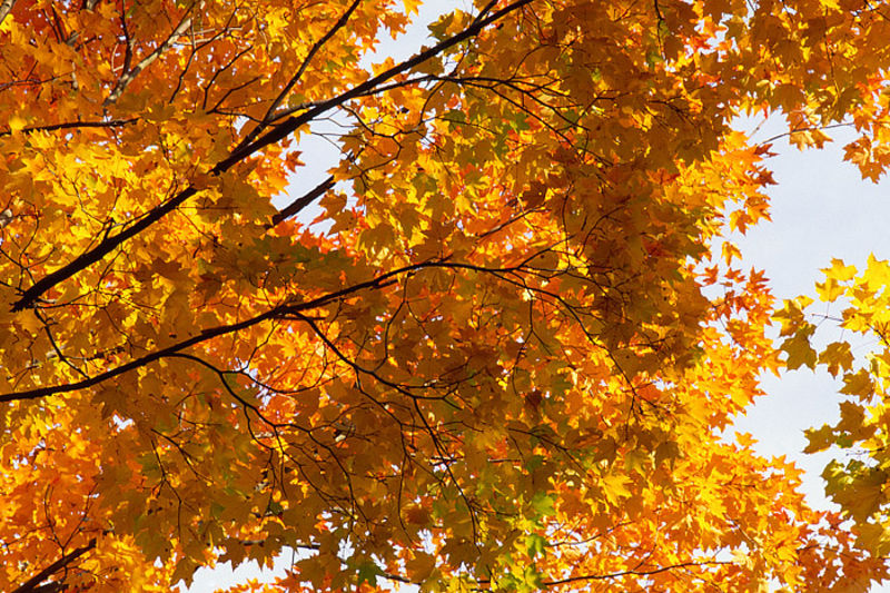 Maple Canopy, Harriman State Park