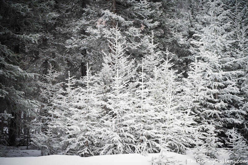 Silver Pines