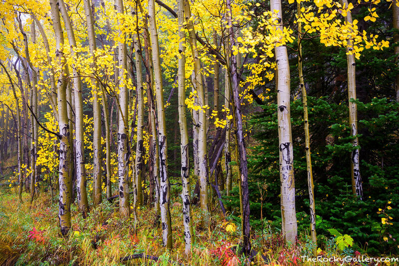 Hidden Aspens