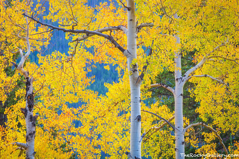 Holzwarth Aspens 