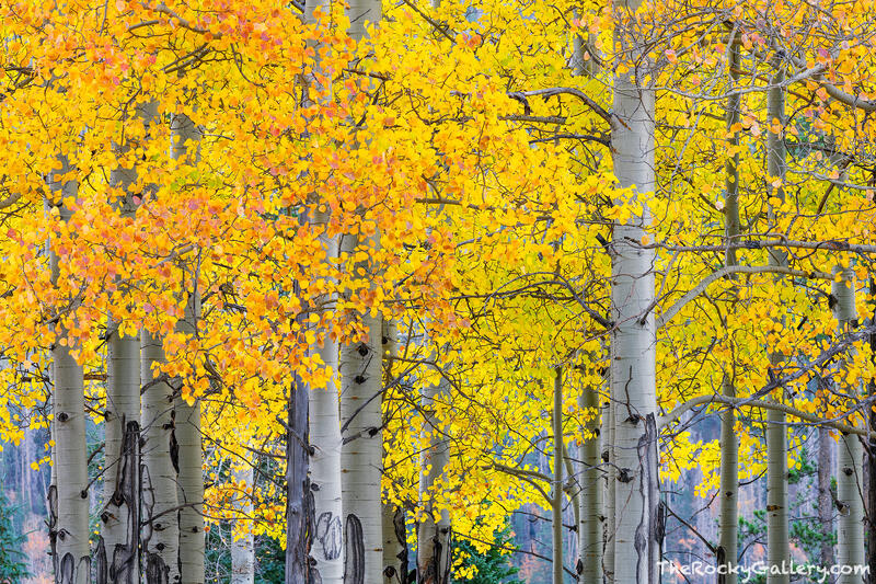Autumn On The Ranch 