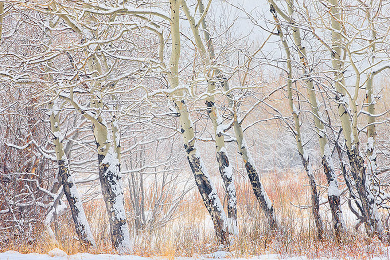 Aspens And Willows 