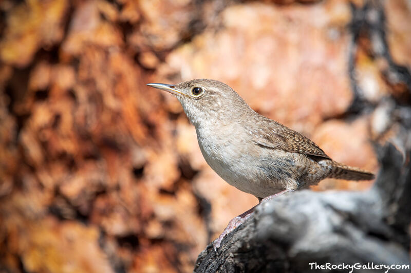 House Wren On Perch - Moraine Park 