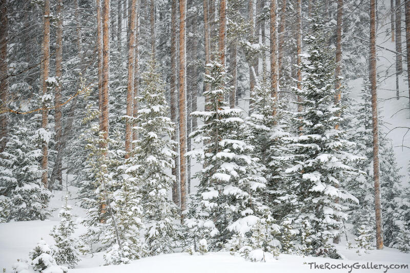 Kawuneeche Snow