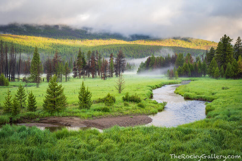 Colorado Green 
