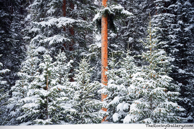 Winter In The Valley 