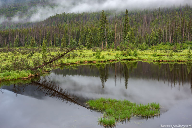 Beaver's Paradise 