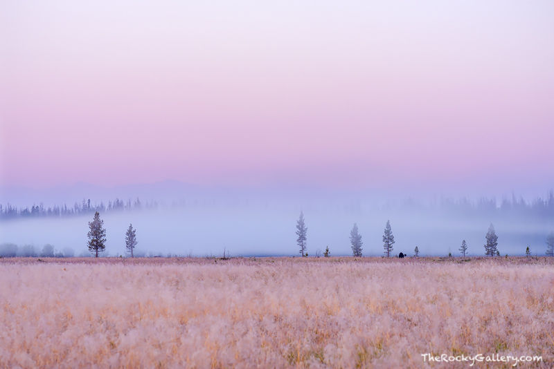 A Morning For A Moose 
