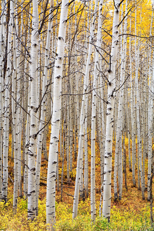 Aspen Eyes - Kebler Pass Fall