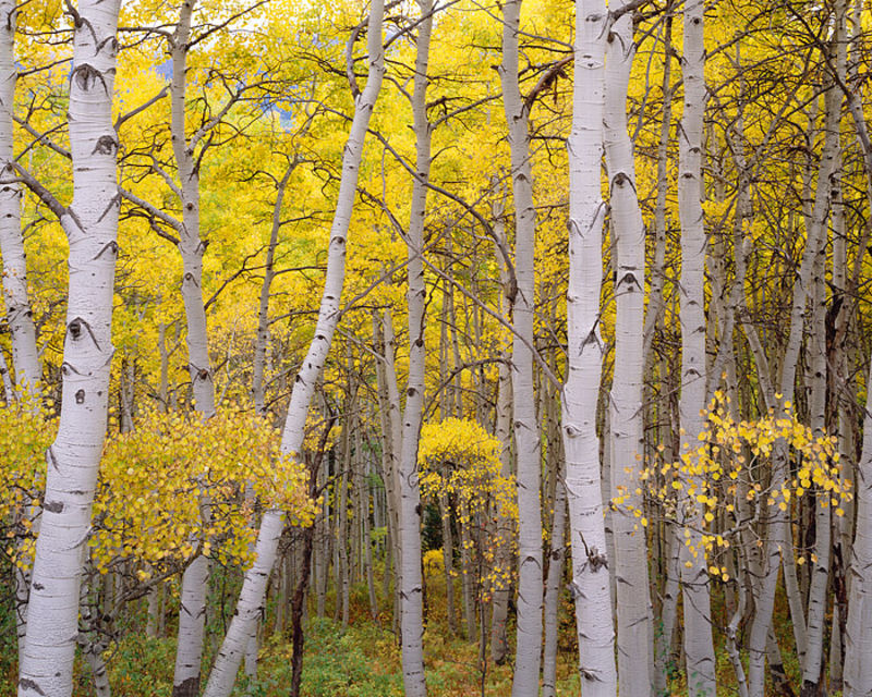 Kebler Pass Aspens