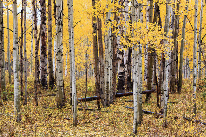 Rainy Days of Fall - Kebler Pass