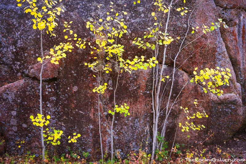 Boulder and Aspens 