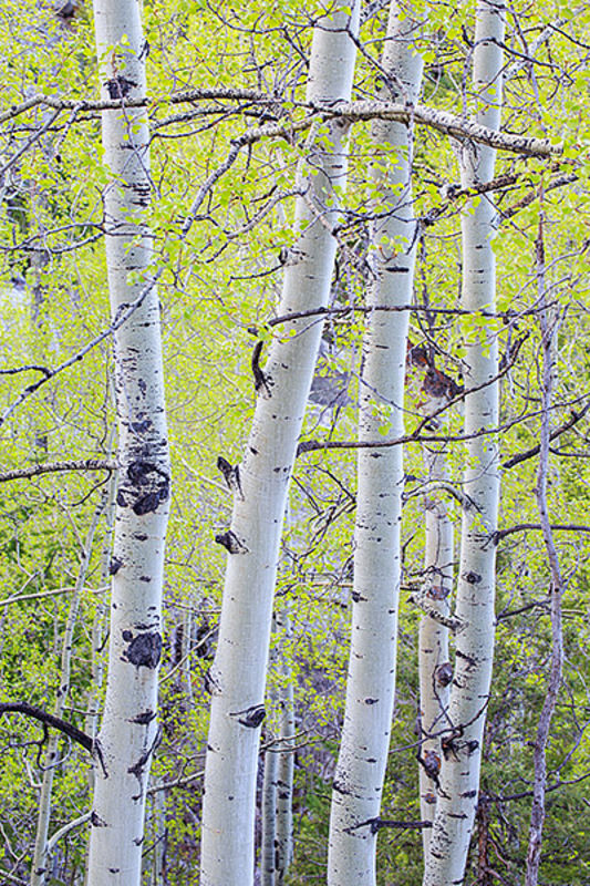 Spring Aspens Along Lumpy Ridge